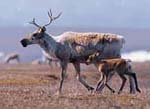 Caribou cow and calf