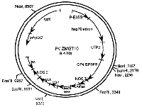 Figure 2. Carte des plasmides du PV-ZMGT10 qui indique les restrictions quant aux lieux d'essai