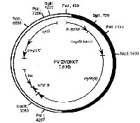Figure 1. Carte des plasmides du PV-ZMBK07 qui indique les restrictions quant aux lieux d'essai