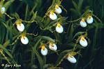 It takes approximately 13 years for the Small White Lady's-slipper to flower. Status: endangered.