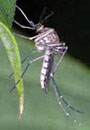 A mosquito infected with West Nile virus can pass the virus to humans and animals.