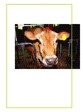 cow with ear tag