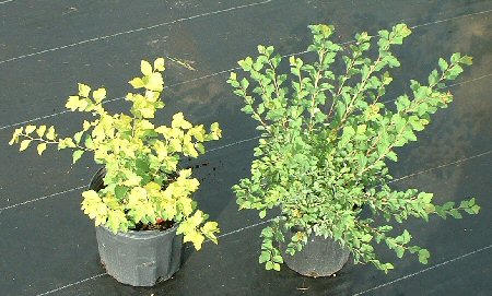 Spirea: Levgold (left) with reference Spiraea vanhouttei (right)