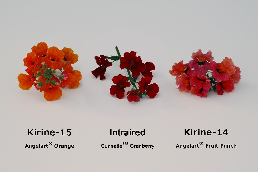 Nemesia: Kirine-15 (left) with reference varieties Intraired (center) and Kirine-14 (right)