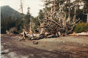 Debris on the Queen Charlotte Islands