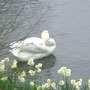 Swan in Irish pond