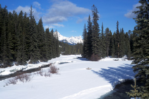 Photo of forest and Bow River