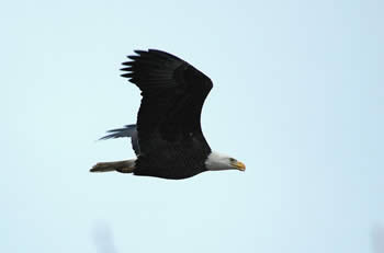 Bald Eagle over Hillman Marsh