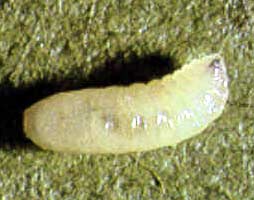 blueberry maggot larva