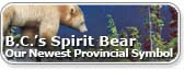 B.C.'s Spirit Bear
