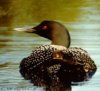Loons - Photo by CWS