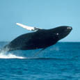 Whale Watching - Adventure Travel