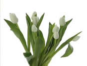 borne - tulipes