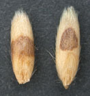 A photo of two magnified oat kernels. Each kernel demonstrates how slightly different shape and colour can be represented in a sound kernel.