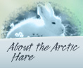 Text: About the Arctic Hare. Photo: An Arctic hare.