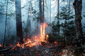 White Pine burning in La Mauricie National Park