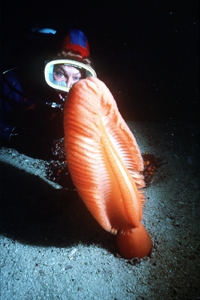Diver examines a fully extended orange sea pen in the waters off Gwaii Haanas National Park Reserve in British Columbia