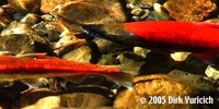 Deux saumons kokanis arborant la coloration rouge vif typique de la priode de frai