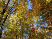 Le feuillage color d'automne sous un ciel bleu