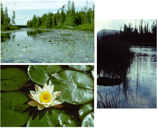 Wetlands environmental assessment guideline