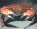 Photo: Red Rock crab