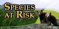 Species at Risk: Act today so they have a tomorrow