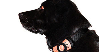 It's a dog's world: collar cellphones. Courtesy PetsMobility.