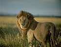 Africa : Le Serengeti