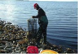 Mise en place de casiers  crabe dans le lac Bras dOr. (Photo gracieusement fournie par John Tremblay)