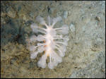 A deep-sea sponge from the Sable Gully.