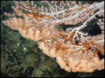 Bubblegum Coral (Paragorgia johnsoni) with brittlestars from the Sable Gully. This coral species was previously unknown in Canada.