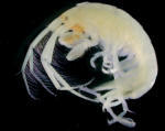 A small amphipod found living amongst the deepwater coral.