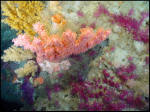 Colourful coral species on a vertical cliff in the Stone Fence. The ROPOS mission uncovered coral as old as 800 years.