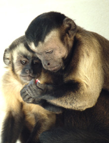 Scientists in Oregon say they've reached the long-sought goal of cloning monkey embryos.
