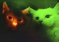 A picture taken through a special filter in a dark room shows a cat, left, with a red fluorescent protein that makes the animal glow in the dark when exposed to ultraviolet rays. On the right is a normal cloned cat.