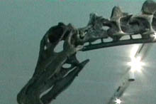 The barosaurus had a body typical of sauropods, featuring a small head, thick body and whip-like tail.

