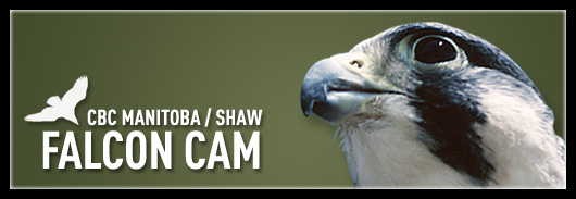 CBC Manitoba and Shaw Falcon Cam