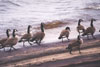 Canada geese are easy to observe during their spring and fall migration