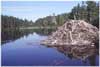 Beaver dam at Lac des Pres