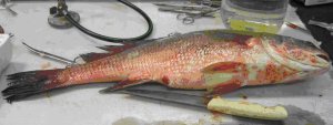  Un poisson avec SHV peut paratre malade et prsenter des signes typiques de maladie.