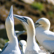 Northern gannets fencing