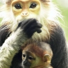 La moitié des primates sont menacés d'extinction