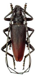 Male Cerambyx cerdo (24-53 millimetre long). Antennae are twice the body length.