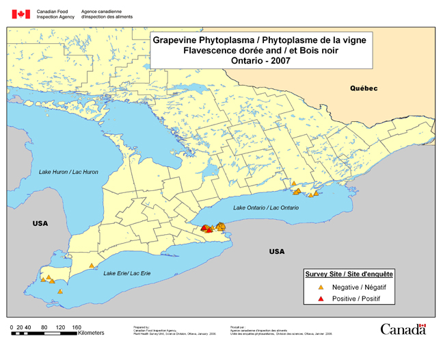 Carte d'enqute de Grapevine Phytoplasma, Ontario 2007