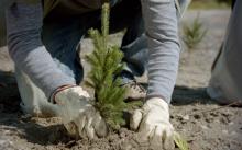Photo - person planting a tree seedling