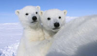 Photo - Two polar bear cubs