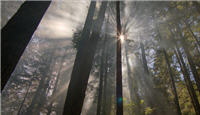 Photo – Le soleil rayonne à travers de grands arbres