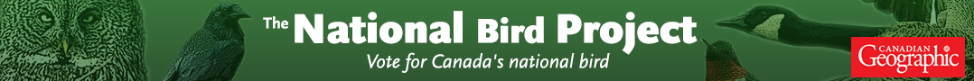 National Bird Project - Vote for Canada's National Bird