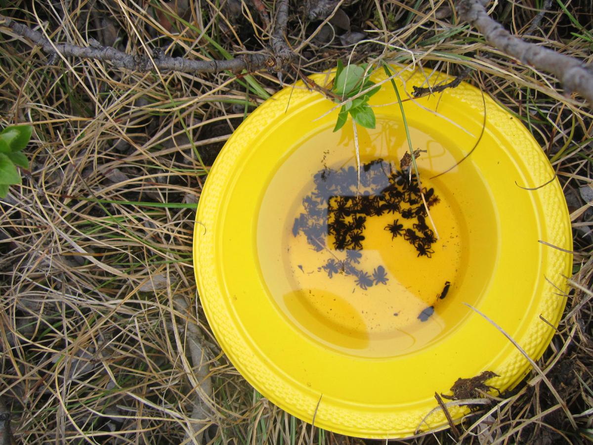 One of the bowls set out by Cameron to trap insects and spiders for counting and identification.