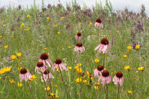 Purple coneflower (Echinacea angustifolia) plants tend to flower synchronously within the summer following a prescribed fire. Image credit: Gretel Kiefer.